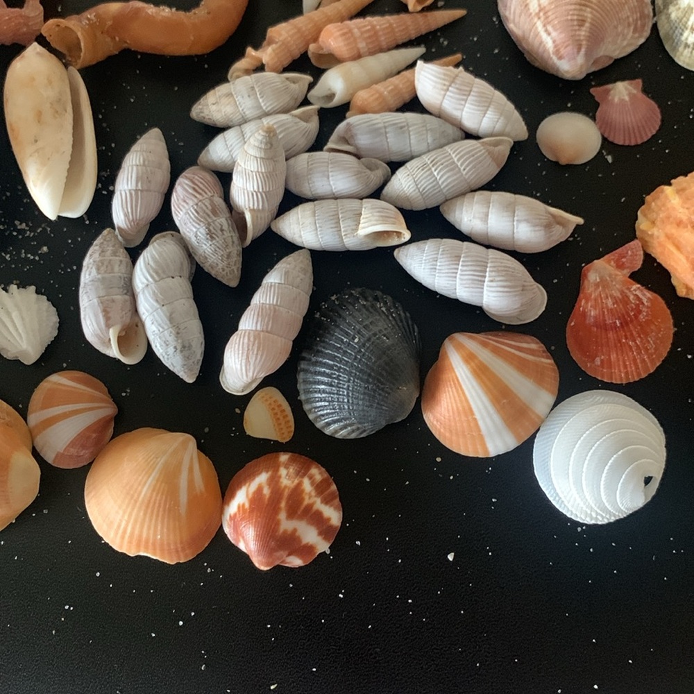 Boca Raton Shells and coral - Picture 4 of 7